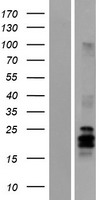 Artemin (ARTN) Human Over-expression Lysate