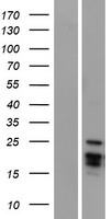 Artemin (ARTN) Human Over-expression Lysate