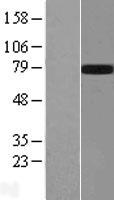 GALNTL2 (GALNT15) Human Over-expression Lysate