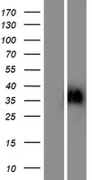OR6C2 Human Over-expression Lysate