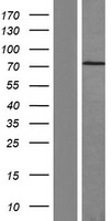 Fibronectin (FN1) Human Over-expression Lysate