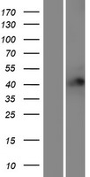 RFFL Human Over-expression Lysate