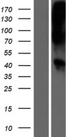 WNT16 Human Over-expression Lysate