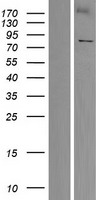 KLHL4 Human Over-expression Lysate