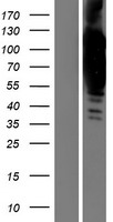 Collagen VI (COL6A2) Human Over-expression Lysate