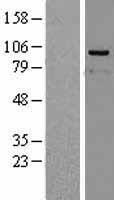 PP4R4 (PPP4R4) Human Over-expression Lysate