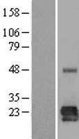 BORCS5 Human Over-expression Lysate