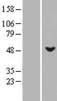 MSL3L1 (MSL3) Human Over-expression Lysate