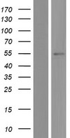 VNN2 Human Over-expression Lysate