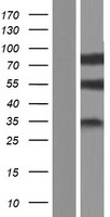 CD97 (ADGRE5) Human Over-expression Lysate