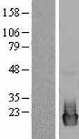 PTP4A2 Human Over-expression Lysate