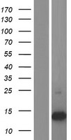S100A16 Human Over-expression Lysate