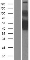 COLQ Human Over-expression Lysate