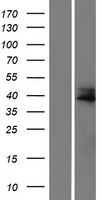 CCDC34 Human Over-expression Lysate