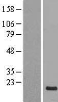 NRSN1 Human Over-expression Lysate