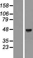 PABPC5 Human Over-expression Lysate