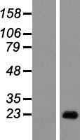 DEFB129 Human Over-expression Lysate