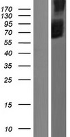 SLC34A3 Human Over-expression Lysate