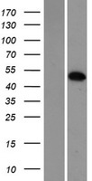 MXI1 Human Over-expression Lysate