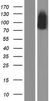 Angiomotin like 1 (AMOTL1) Human Over-expression Lysate