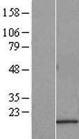 SAT2 Human Over-expression Lysate