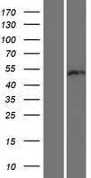 RUNDC3B Human Over-expression Lysate