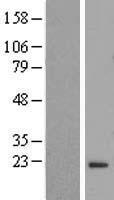 FLYWCH2 Human Over-expression Lysate