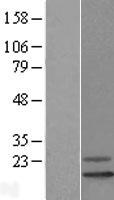 REEP6 Human Over-expression Lysate