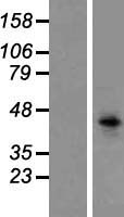 TIM 4 (TIMD4) Human Over-expression Lysate