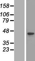 CABLES1 Human Over-expression Lysate