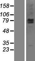LRSAM1 Human Over-expression Lysate