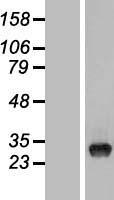 TYW3 Human Over-expression Lysate