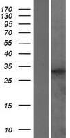 RHCE Human Over-expression Lysate