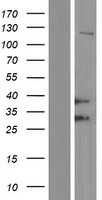 HFE Human Over-expression Lysate