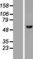 JNK2 (MAPK9) Human Over-expression Lysate