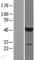 JNK1 (MAPK8) Human Over-expression Lysate