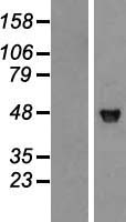 JNK1 (MAPK8) Human Over-expression Lysate