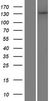 ADAMTS14 Human Over-expression Lysate