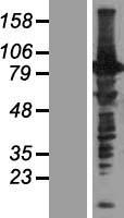 DNAAF8 Human Over-expression Lysate