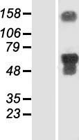 SMCR7 (MIEF2) Human Over-expression Lysate