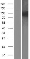 NOL6 Human Over-expression Lysate
