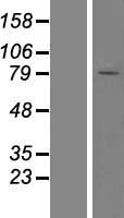 ATP dependent metalloprotease YME1L1 (YME1L1) Human Over-expression Lysate