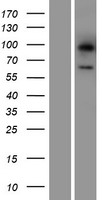 LGI3 Human Over-expression Lysate