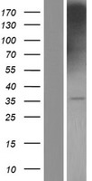 PHEMX (TSPAN32) Human Over-expression Lysate