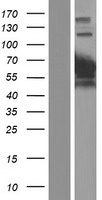 BIN1 Human Over-expression Lysate