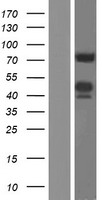 BIN1 Human Over-expression Lysate