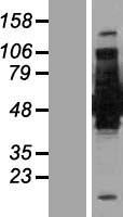 BIN1 Human Over-expression Lysate