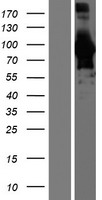 BIN1 Human Over-expression Lysate