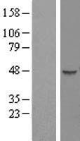 HENMT1 Human Over-expression Lysate