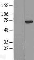 Calpain 13 (CAPN13) Human Over-expression Lysate